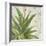 Aloe II-Patricia Pinto-Framed Art Print