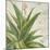 Aloe II-Patricia Pinto-Mounted Art Print