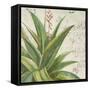 Aloe II-Patricia Pinto-Framed Stretched Canvas