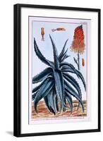 Aloe, Illustration from 'Collection Precieuse Et Enluminee Des Floura', by Pierre Joseph Buchoz,…-Pierre-Joseph Buchoz-Framed Giclee Print