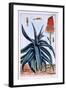 Aloe, Illustration from 'Collection Precieuse Et Enluminee Des Floura', by Pierre Joseph Buchoz,…-Pierre-Joseph Buchoz-Framed Giclee Print