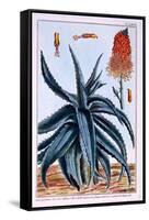 Aloe, Illustration from 'Collection Precieuse Et Enluminee Des Floura', by Pierre Joseph Buchoz,…-Pierre-Joseph Buchoz-Framed Stretched Canvas