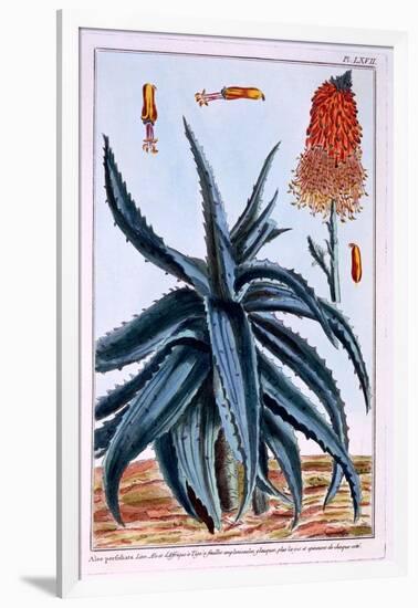 Aloe, Illustration from 'Collection Precieuse Et Enluminee Des Floura', by Pierre Joseph Buchoz,…-Pierre-Joseph Buchoz-Framed Giclee Print