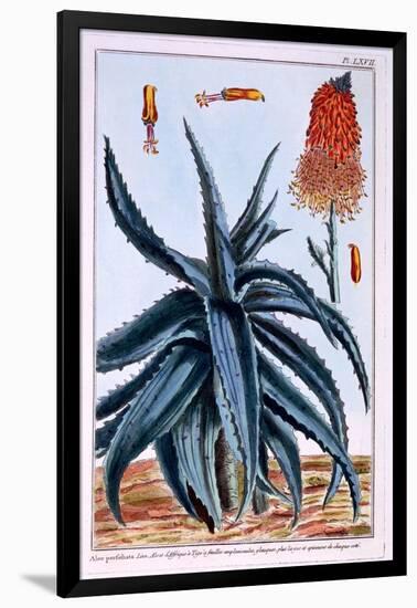 Aloe, Illustration from 'Collection Precieuse Et Enluminee Des Floura', by Pierre Joseph Buchoz,…-Pierre-Joseph Buchoz-Framed Giclee Print