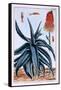 Aloe, Illustration from 'Collection Precieuse Et Enluminee Des Floura', by Pierre Joseph Buchoz,…-Pierre-Joseph Buchoz-Framed Stretched Canvas