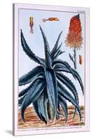 Aloe, Illustration from 'Collection Precieuse Et Enluminee Des Floura', by Pierre Joseph Buchoz,…-Pierre-Joseph Buchoz-Stretched Canvas