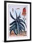 Aloe, Illustration from 'Collection Precieuse Et Enluminee Des Floura', by Pierre Joseph Buchoz,…-Pierre-Joseph Buchoz-Framed Giclee Print