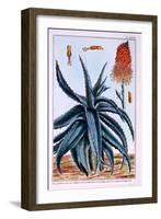 Aloe, Illustration from 'Collection Precieuse Et Enluminee Des Floura', by Pierre Joseph Buchoz,…-Pierre-Joseph Buchoz-Framed Giclee Print