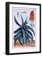 Aloe, Illustration from 'Collection Precieuse Et Enluminee Des Floura', by Pierre Joseph Buchoz,…-Pierre-Joseph Buchoz-Framed Giclee Print