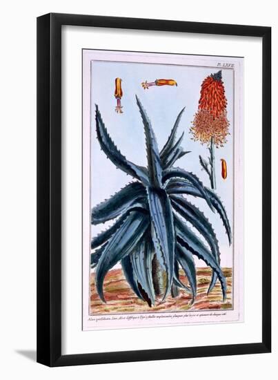 Aloe, Illustration from 'Collection Precieuse Et Enluminee Des Floura', by Pierre Joseph Buchoz,…-Pierre-Joseph Buchoz-Framed Giclee Print