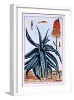 Aloe, Illustration from 'Collection Precieuse Et Enluminee Des Floura', by Pierre Joseph Buchoz,…-Pierre-Joseph Buchoz-Framed Giclee Print