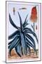 Aloe, Illustration from 'Collection Precieuse Et Enluminee Des Floura', by Pierre Joseph Buchoz,…-Pierre-Joseph Buchoz-Mounted Giclee Print