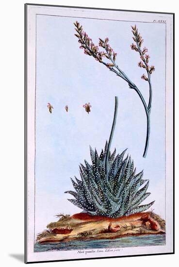 Aloe, Illustration from 'Collection Precieuse Et Enluminee Des Floura', by Pierre Joseph Buchoz,…-Pierre-Joseph Buchoz-Mounted Giclee Print