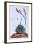 Aloe, Illustration from 'Collection Precieuse Et Enluminee Des Floura', by Pierre Joseph Buchoz,…-Pierre-Joseph Buchoz-Framed Giclee Print