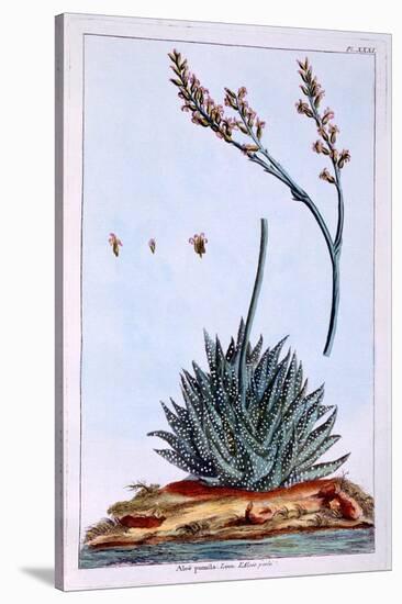 Aloe, Illustration from 'Collection Precieuse Et Enluminee Des Floura', by Pierre Joseph Buchoz,…-Pierre-Joseph Buchoz-Stretched Canvas