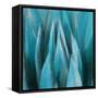 Aloe Moon-Dan Meneely-Framed Stretched Canvas