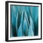 Aloe Moon-Dan Meneely-Framed Art Print