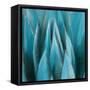 Aloe Moon-Dan Meneely-Framed Stretched Canvas