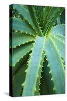 Aloe Plant September-null-Stretched Canvas