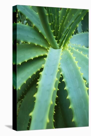 Aloe Plant September-null-Stretched Canvas