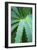 Aloe Plant September-null-Framed Photographic Print