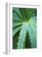 Aloe Plant September-null-Framed Photographic Print