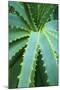 Aloe Plant September-null-Mounted Photographic Print