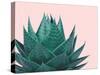 Aloe Plant-Jensen Adamsen-Stretched Canvas