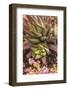 Aloe Plants, Young and Old-Michael Qualls-Framed Photographic Print