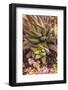 Aloe Plants, Young and Old-Michael Qualls-Framed Photographic Print