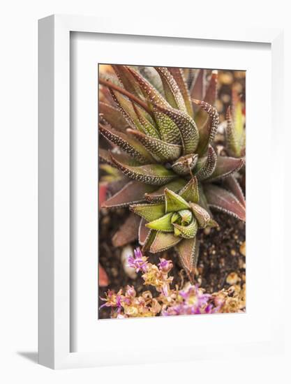 Aloe Plants, Young and Old-Michael Qualls-Framed Photographic Print