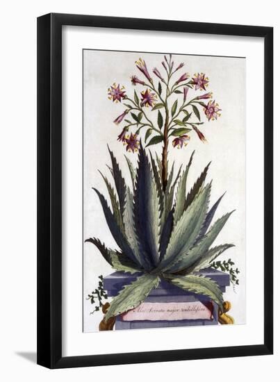 Aloe Serrata Major Umbellifera, from 'Phytographia Curiosa', Published 1702-Abraham Munting-Framed Giclee Print