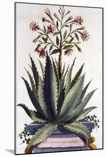 Aloe Serrata Major Umbellifera, from 'Phytographia Curiosa', Published 1702-Abraham Munting-Mounted Giclee Print