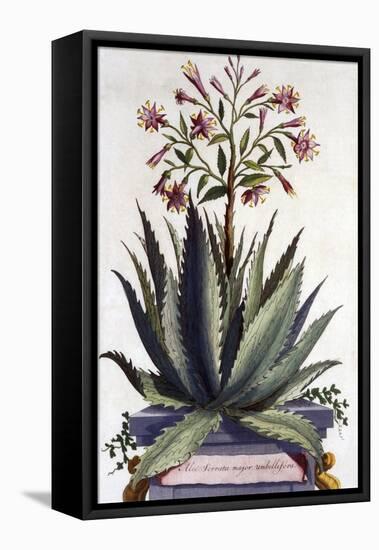 Aloe Serrata Major Umbellifera, from 'Phytographia Curiosa', Published 1702-Abraham Munting-Framed Stretched Canvas