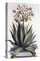 Aloe Serrata Major Umbellifera, from 'Phytographia Curiosa', Published 1702-Abraham Munting-Stretched Canvas