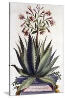 Aloe Serrata Major Umbellifera, from 'Phytographia Curiosa', Published 1702-Abraham Munting-Stretched Canvas