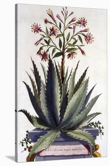 Aloe Serrata Major Umbellifera, from 'Phytographia Curiosa', Published 1702-Abraham Munting-Stretched Canvas