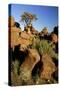 Aloe Tree and Boulders Individual-null-Stretched Canvas