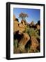 Aloe Tree and Boulders Individual-null-Framed Photographic Print