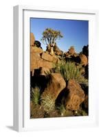 Aloe Tree and Boulders Individual-null-Framed Photographic Print