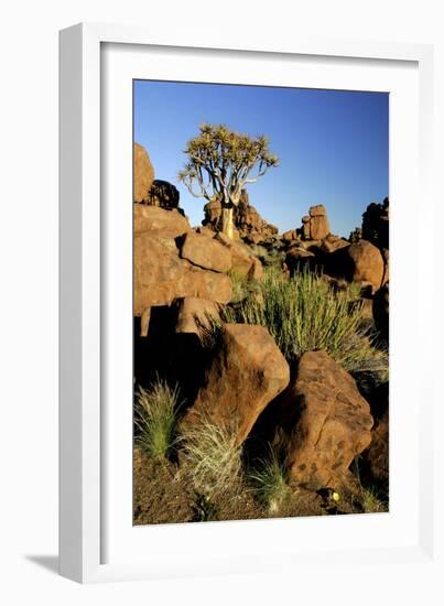 Aloe Tree and Boulders Individual-null-Framed Photographic Print