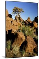 Aloe Tree and Boulders Individual-null-Mounted Photographic Print
