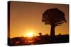 Aloe Tree Forest Individual-null-Stretched Canvas