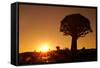 Aloe Tree Forest Individual-null-Framed Stretched Canvas