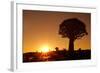 Aloe Tree Forest Individual-null-Framed Photographic Print