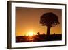 Aloe Tree Forest Individual-null-Framed Photographic Print