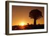 Aloe Tree Forest Individual-null-Framed Photographic Print