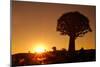 Aloe Tree Forest Individual-null-Mounted Photographic Print