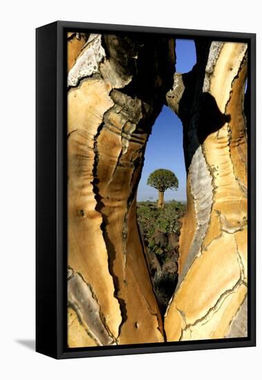 Aloe Tree Framed View Through-null-Framed Stretched Canvas