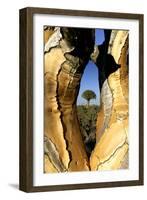 Aloe Tree Framed View Through-null-Framed Photographic Print